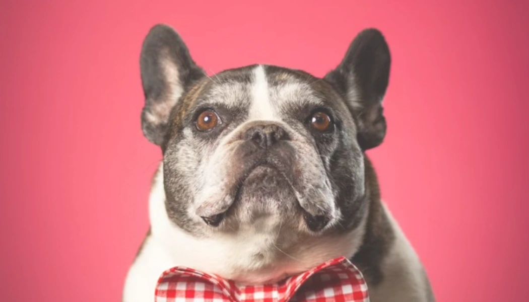 Dog Daycare Columbus Ohio